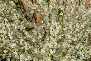 Blooming tree in the spring morning on a blurred background.