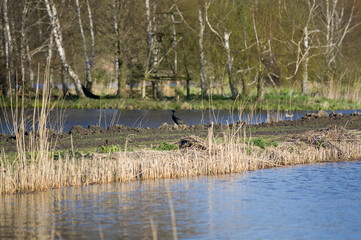 Duży czarny ptak czapla stojąca nad wodą na tle brzóz