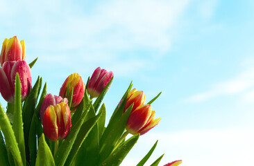 spring flowers. of red, yellow, wate and pink tulips with water drops on a blue sky background. Congratulation on international women's day, March 8, birthday, mother's Day. close up. soft focus.