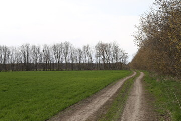 dirt road in the middle of a green field