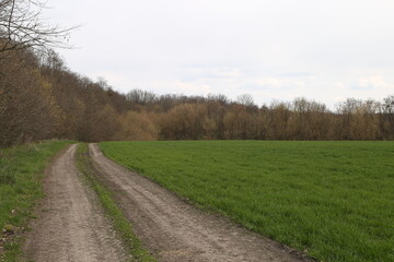Fototapeta na wymiar dirt road in the middle of a green field