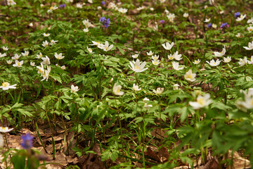Selective focus.A clearing with bright spring flowers in the forest.