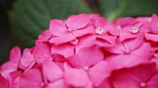 Purple Hydrangea flower in a garden