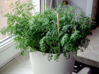 dill grows in a pot on the windowsill