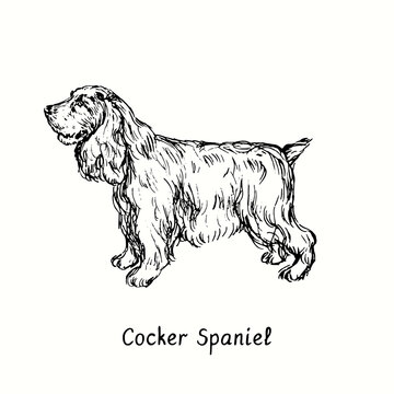 Cocker Spaniel standing side view. Ink black and white doodle drawing in woodcut style.