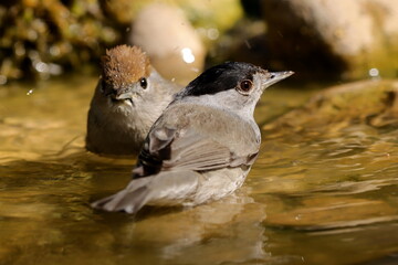 fauvettes à tête noire mâle et femelle prenant un bain