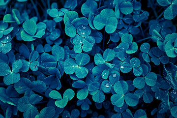 Clover leaves texture background, blue color