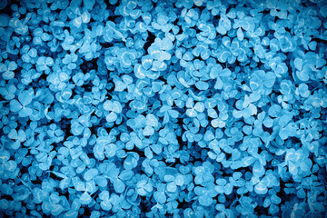 Clover leaves texture background, classic blue