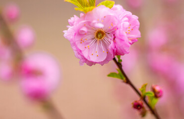Wiosenny kwiat wiśni pikłowanej - obrazy, fototapety, plakaty