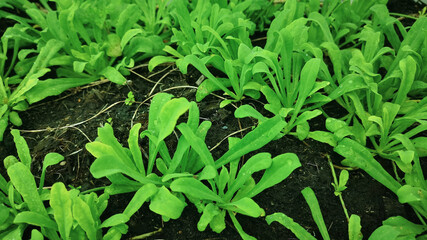 Launaea Sarmentosa on my rooftop - V.2