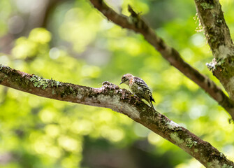小さいキツツキ　コゲラ