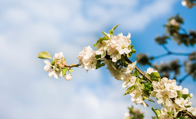 Obraz premium a branch of a plum blossom on the background of the sky with clouds