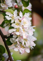 luxuriously blooming white flowers branch of an apple tree in the garden