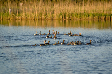 Stado kaczek płynących po jeziorze porośniętym wokoło trzcinami