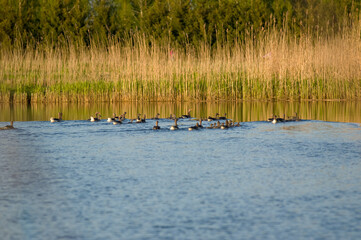 Stado kaczek płynących na jeziorze	
