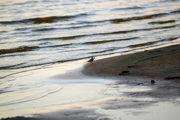 Mały ptaszek brodzący w wodzie na plaży	
