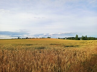 beautiful Wheat field and blue sky with sun nature road
