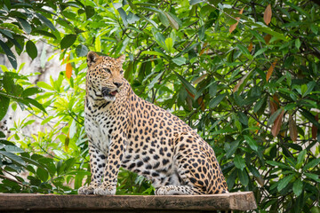 leopard sitting on a tree in a colorful zoo.