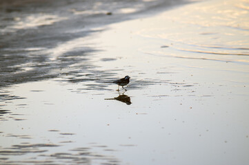 Mały ptaszek brodzący w wodzie na plaży	
 - obrazy, fototapety, plakaty