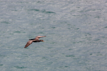 Spotted Shag (Phalacrocorax punctatus) flying over the Otago Peninsula