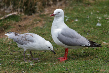 Red-billed Gull (Chroicocephalus scopulinus) parent and juvenile