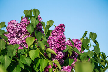 beautiful purple lilac bush against the blue sky