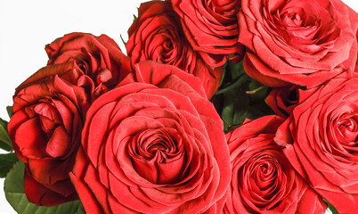 large bouquet of scarlet roses on a white background