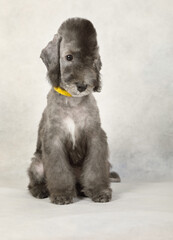 Two month old Bedlington Terrier puppy  on a light grey background