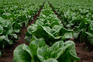 Lettuce field, image of lettuce fields in springtime, green background defocus, lettuce field focus in first plan. First vegetables in spring, vegetables