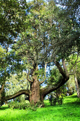 Obraz premium Leafy and green gardens in Sintra