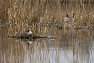 A great crested grebe sitting in its nest in a pond called Reinheimer Teich in Hesse, Germany at a cloudy day in spring.