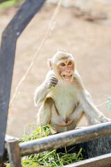 Naklejka premium Monkey