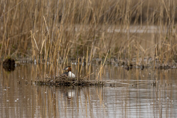 A great crested grebe sitting in its nest in a pond called Reinheimer Teich in Hesse, Germany at a cloudy day in spring.
