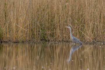 Fototapeta premium A common grey heron looking for food at a huge pond called Reinheimer Teich in Hesse, Germany at a cloudy day in spring.