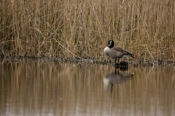 A canadian goose at a little lake at a natural reserve called Mönchbruch in Hesse, Germany.