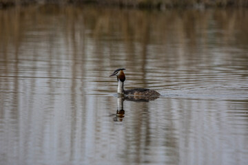 A great crested grebe swimming in a pond called Reinheimer Teich in Hesse, Germany at a cloudy day in spring.