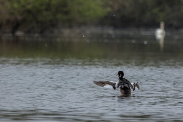 A great crested grebe swimming in a pond called Reinheimer Teich in Hesse, Germany at a cloudy day in spring.