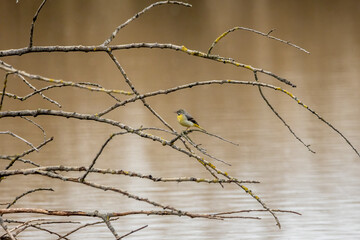 A gray wagtail sitting on a tree at the so called Reinheimer Teich, a pond within a natural reserve in Hesse, Germany.