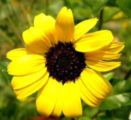 yellow flower