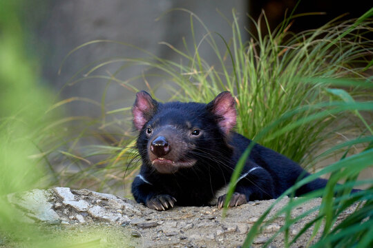 Really calm tasmanian devil early called the "Beelzebub's pup" observing the close situation. Sarcophilus harrisii. Purinina or Tardiba called by Aborigins. 