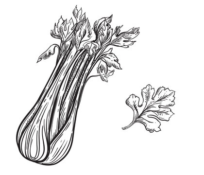 Hand drawn sketch black and white celery plant, slice, leaf. Vector illustration. Elements in graphic style label, card, sticker, menu, package. Engraved style.