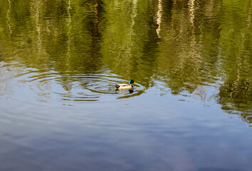 A swimming duckling along the river on a green morning
