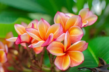 Fotobehang frangipani plumeria flower © Ireatcamera Stock