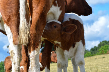 Closeup of brown and white calf suckling, department of the Sarthe in France © Christian Musat