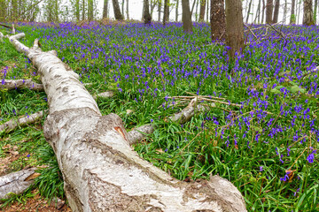 Carpet of bluebell flowers in a bluebell forest, Baal, Germany