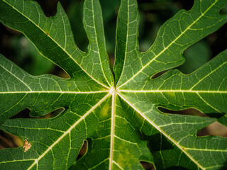 Papaya leaves
