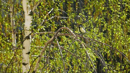 Fototapeta premium Tit sits on a birch branch in spring.