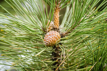 Pine tree branch with cones in spring