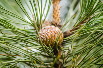 Pine tree branch with cones in spring