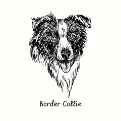 Border Collie muzzle front view. Ink black and white doodle drawing in woodcut style.